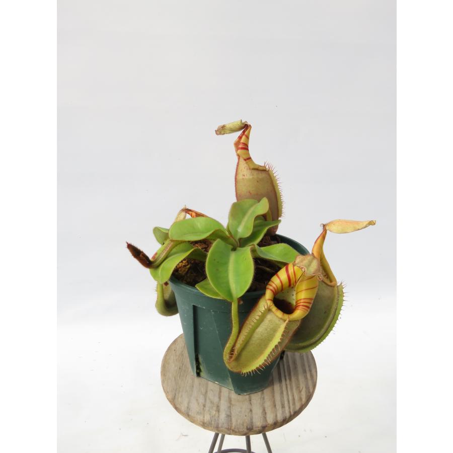 shopページ 観葉植物 【最新☆オリジナル実生】N.veitchii bario Seed Grown