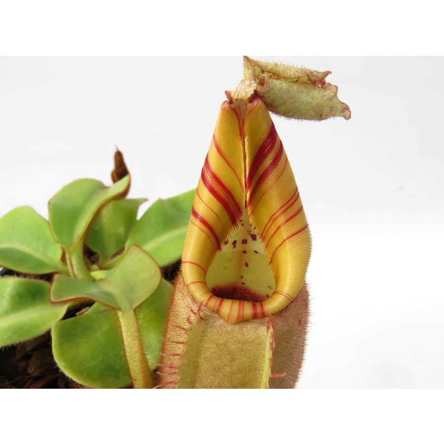 おーつさま専用出品 観葉植物 【最新☆オリジナル実生】N.veitchii bario Seed Grown