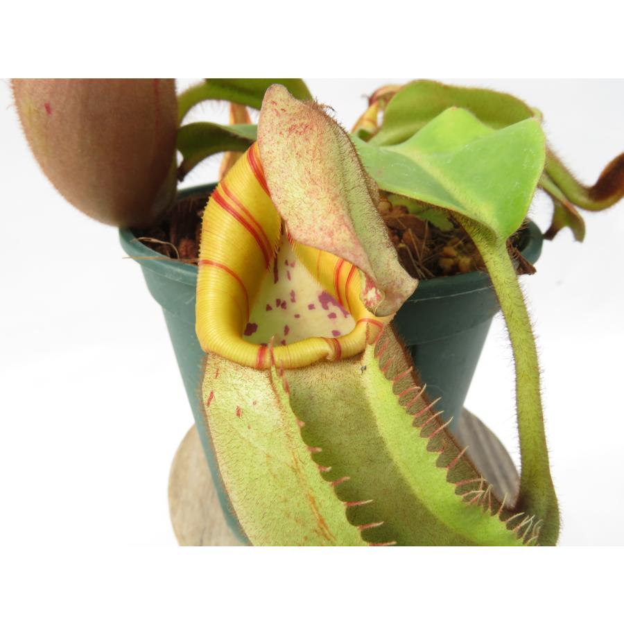 shopページ 観葉植物 【最新☆オリジナル実生】N.veitchii bario Seed Grown