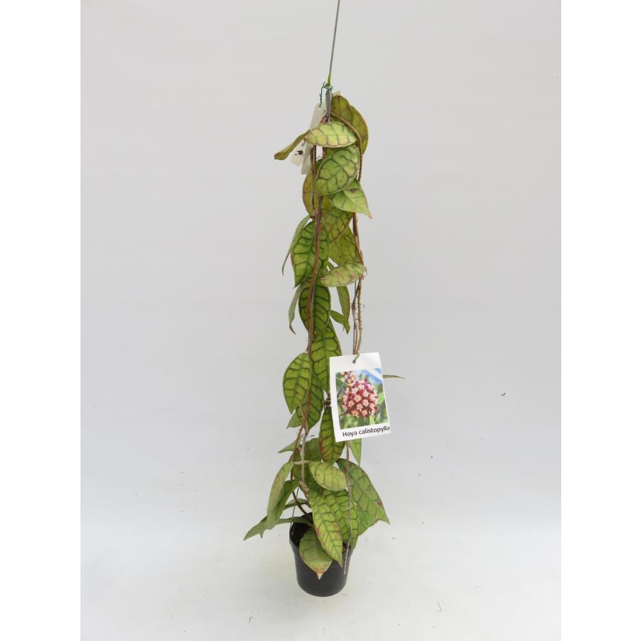 Hoya calistopylla 3号【在庫限り】おしゃれ観葉植物 ホヤ 吊り下げ お得 ハンギング_19258
