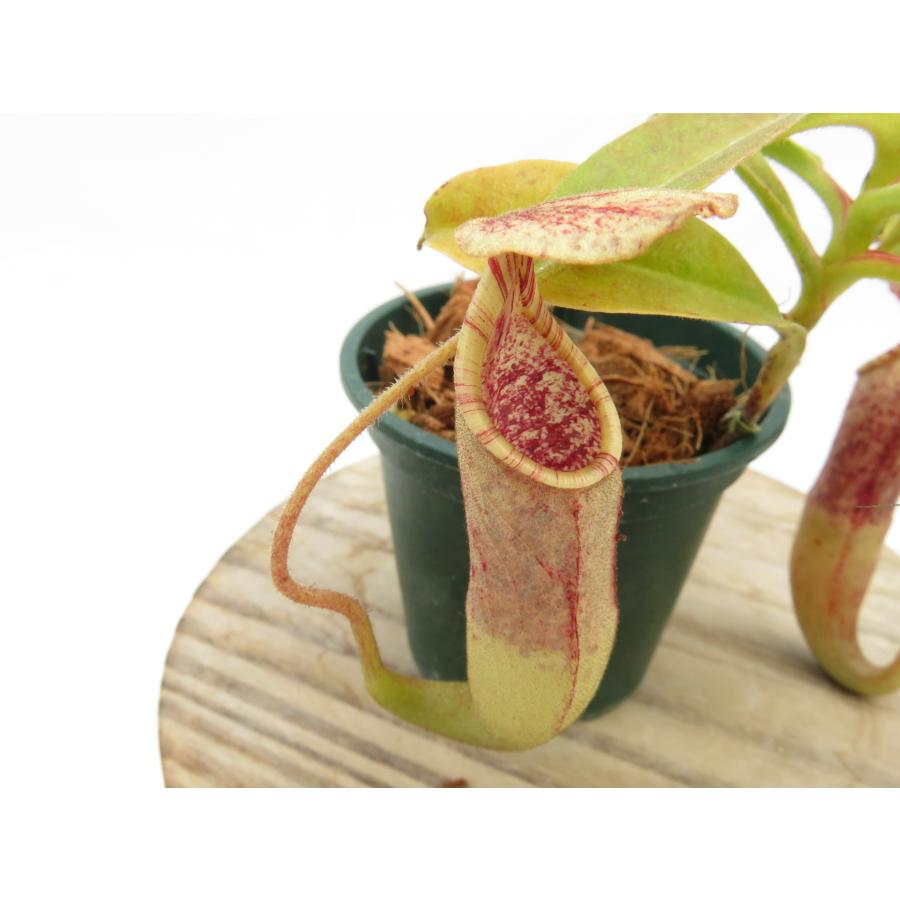 N.minima Lake Poso CK 2号【現品限り】ネペンテス 食虫植物_19663 : Hiro s Pitcher Plants ...
