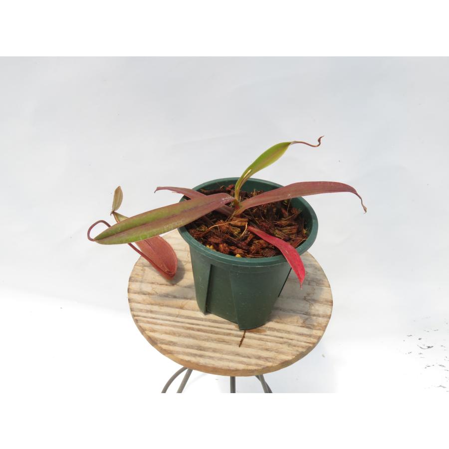 N.tentaculata BE-3870 Gun，Tambusisi Sulawesi 2.5号【現品限り】ネペンテス 食虫植物_19872_1