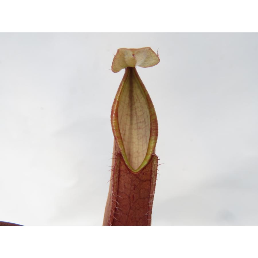 N.tentaculata BE-3870 Gun，Tambusisi Sulawesi 2.5号【現品限り】ネペンテス 食虫植物_19872_3