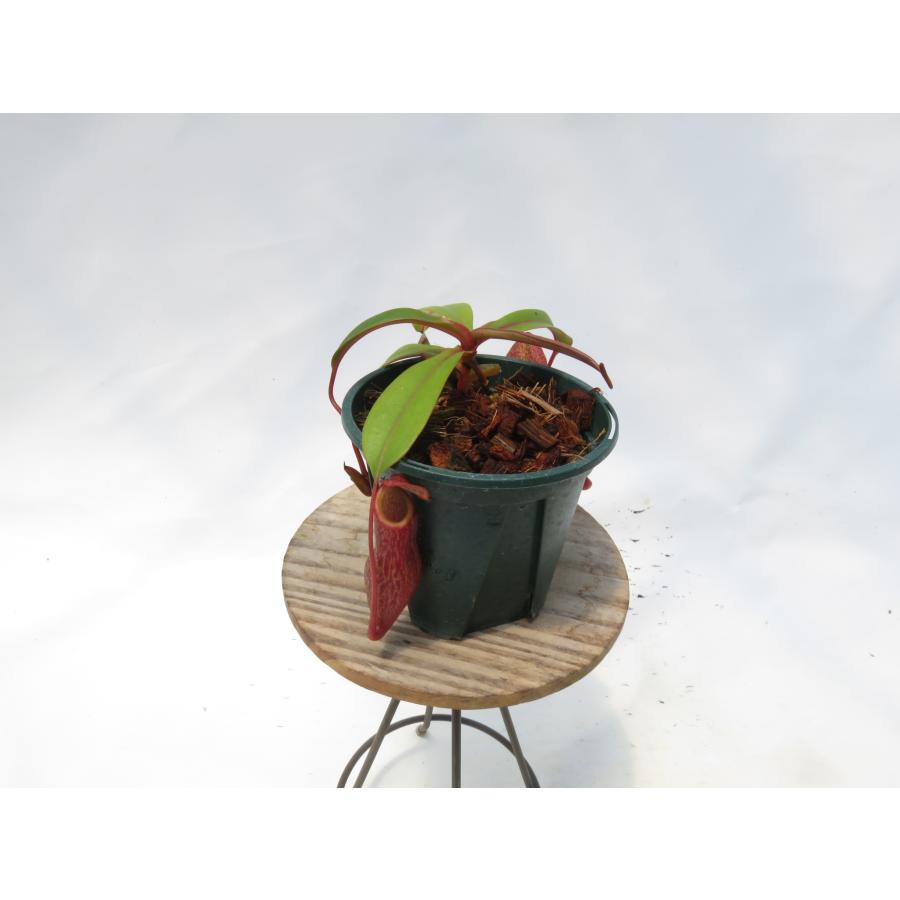 N.Issei (N.alata Okuyama × burkei kurata)一正園 3号【現品限り】ネペンテス 食虫植物_19883_2