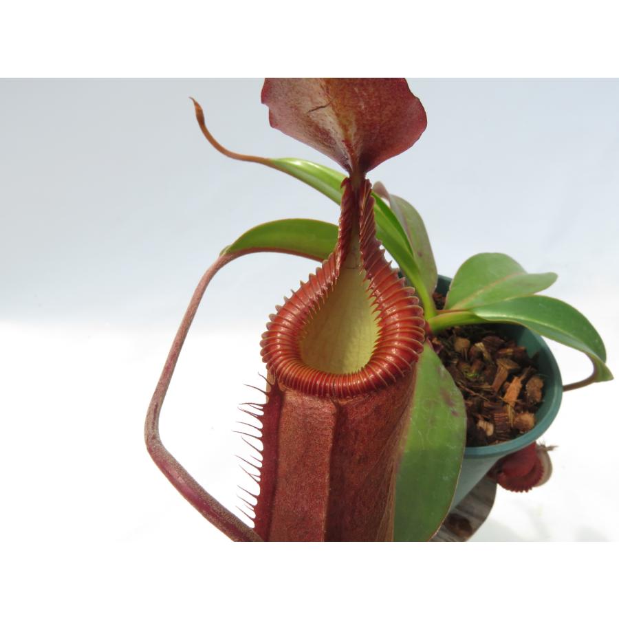 最新☆オリジナル実生】N.palawanensis (BE-3651 )×edwardsiana