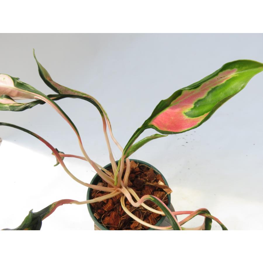 観葉植物 希少品種！アグラオネマ'メデューサ '】Aglaonema'Medusa