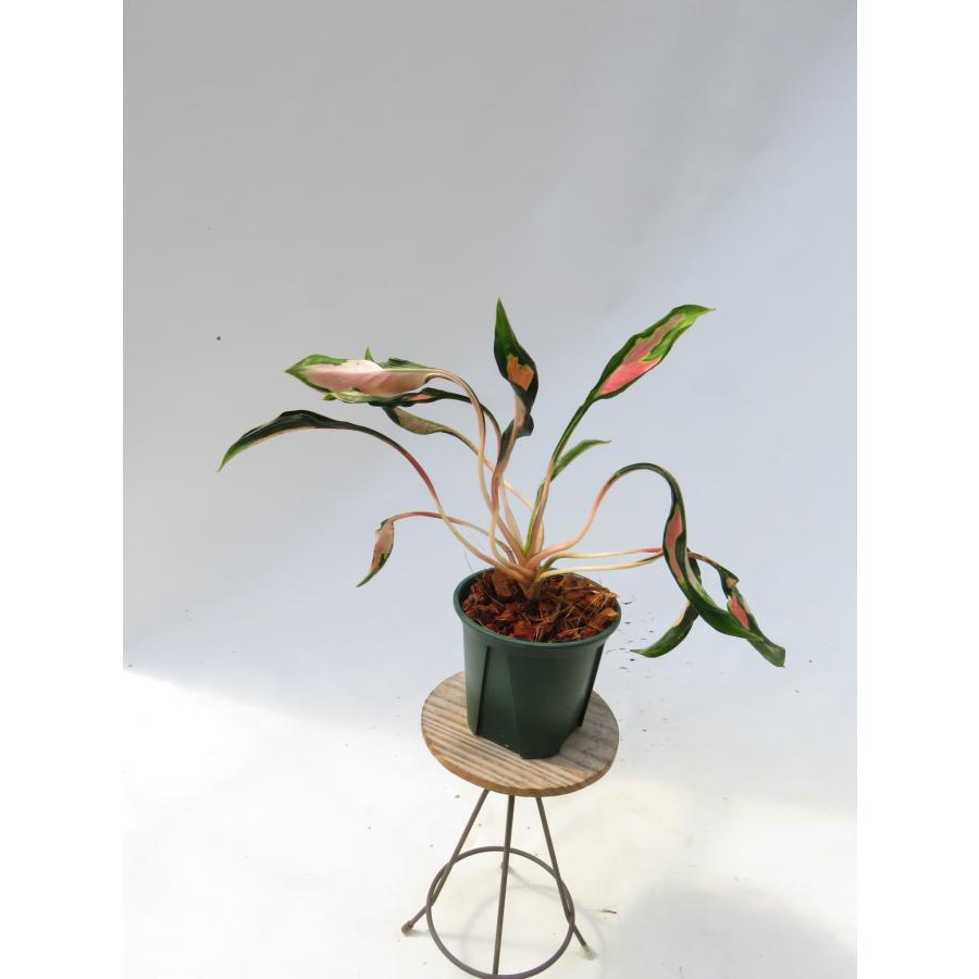 観葉植物 希少品種！アグラオネマ'メデューサ '】Aglaonema'Medusa