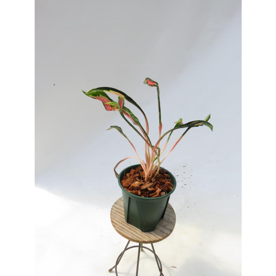 観葉植物 希少品種！アグラオネマ'メデューサ '】Aglaonema'Medusa