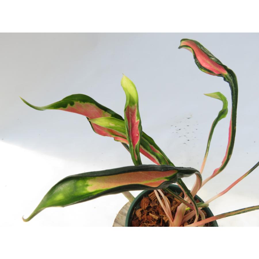 観葉植物 希少品種！アグラオネマ'メデューサ '】Aglaonema'Medusa