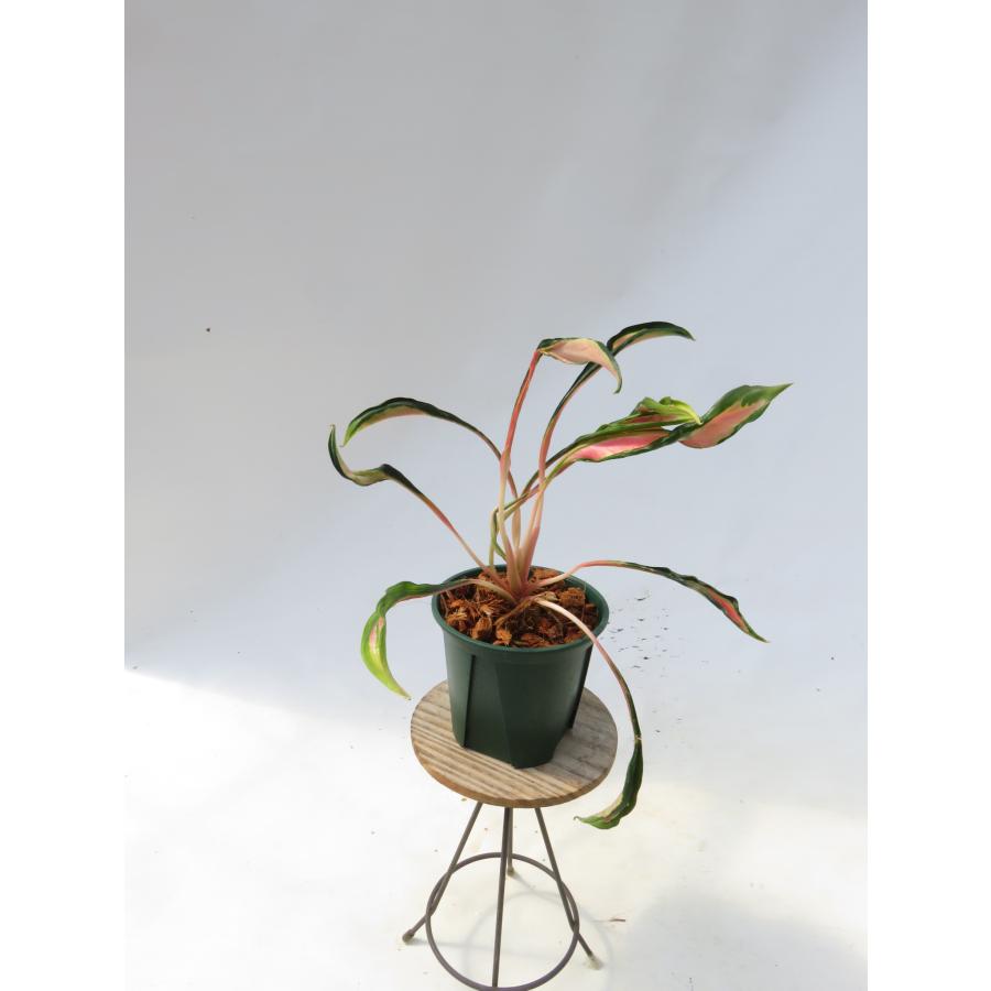 観葉植物 希少品種！アグラオネマ'メデューサ '】Aglaonema'Medusa