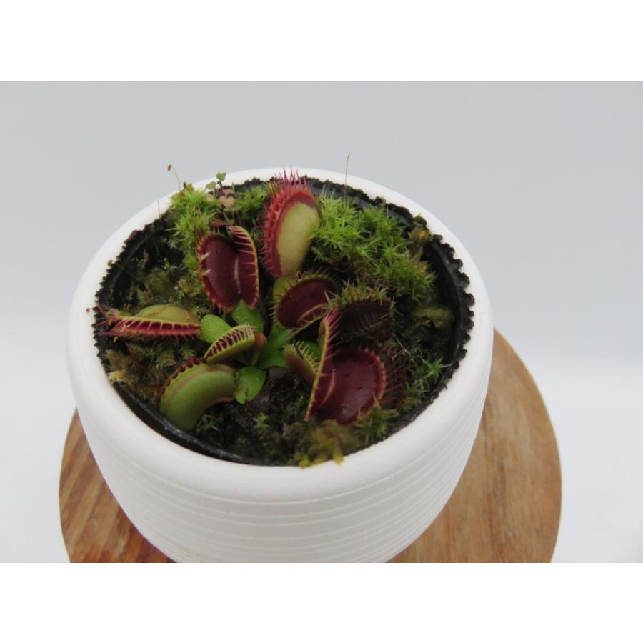 D Muscipula Red Piranha ２号 丸鉢付き食虫植物 ハエトリソウ 在庫一掃