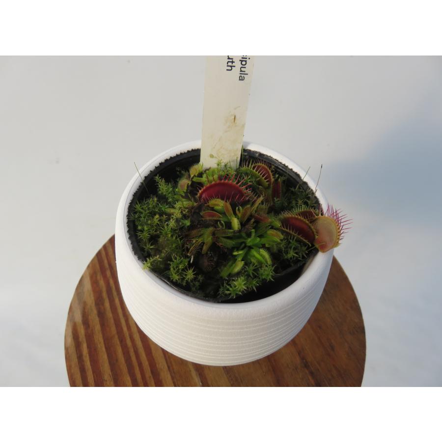 食虫植物 ハエトリソウの商品一覧 通販 Yahoo ショッピング