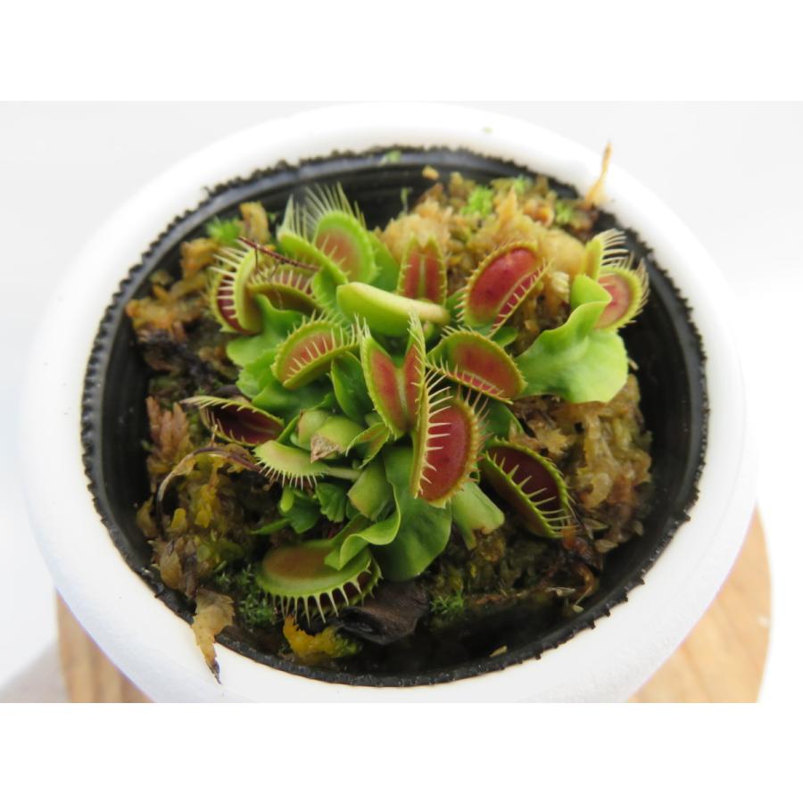 食虫植物 ハエトリソウの商品一覧 通販 Yahoo ショッピング