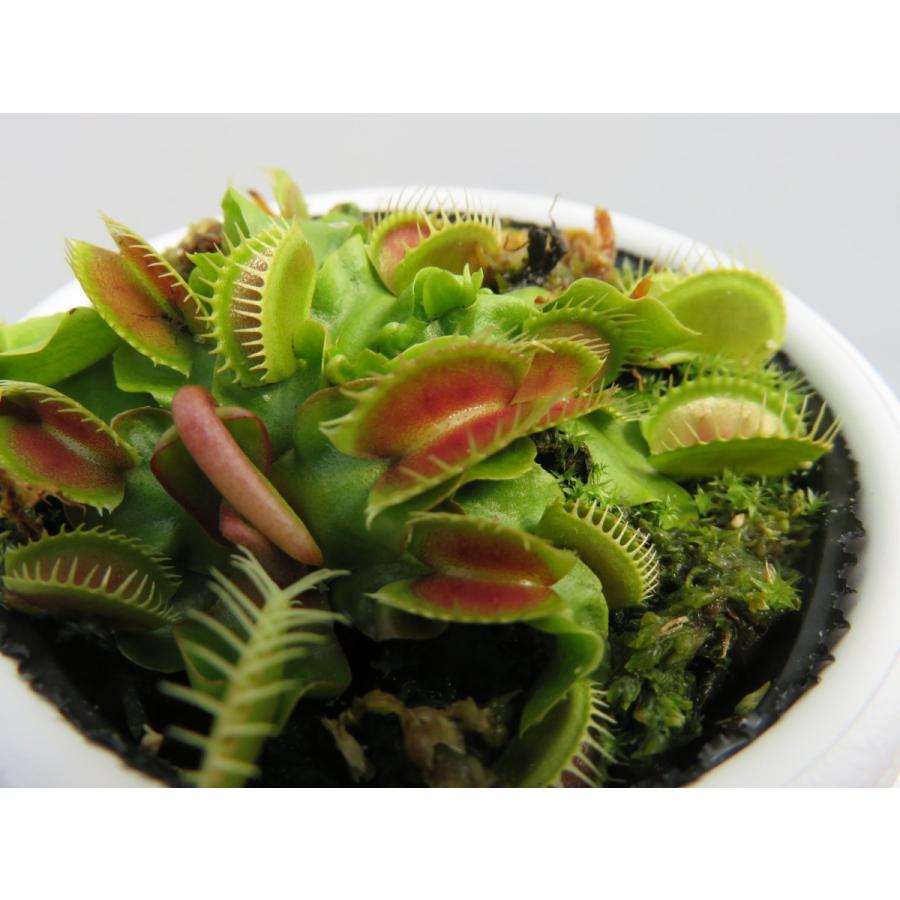 食虫植物 ハエトリソウの商品一覧 通販 Yahoo ショッピング