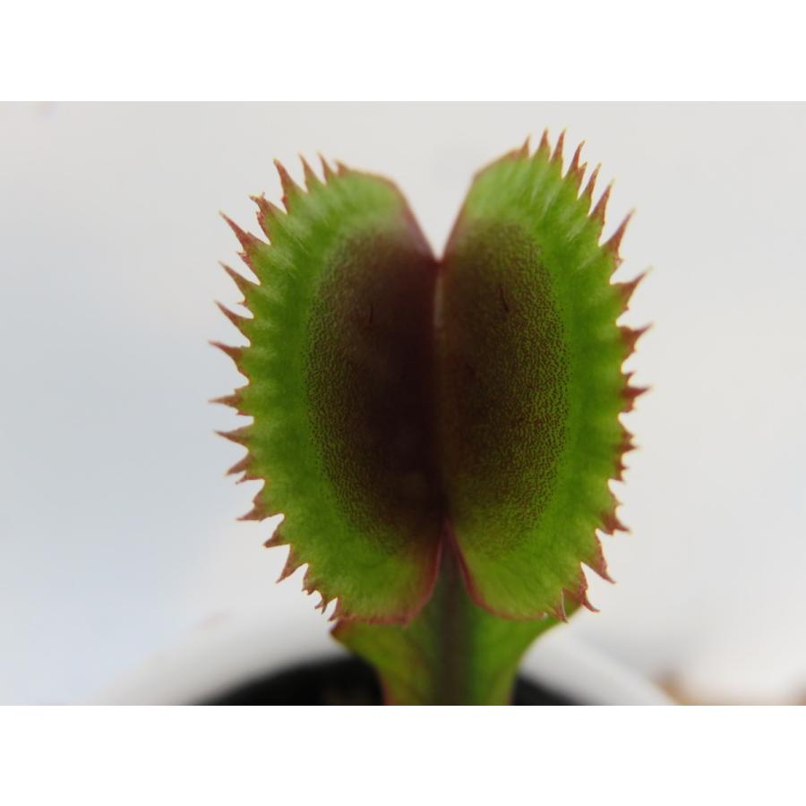 D Muscipula Red Piranha ２号 丸鉢付き食虫植物 ハエトリソウ 在庫一掃
