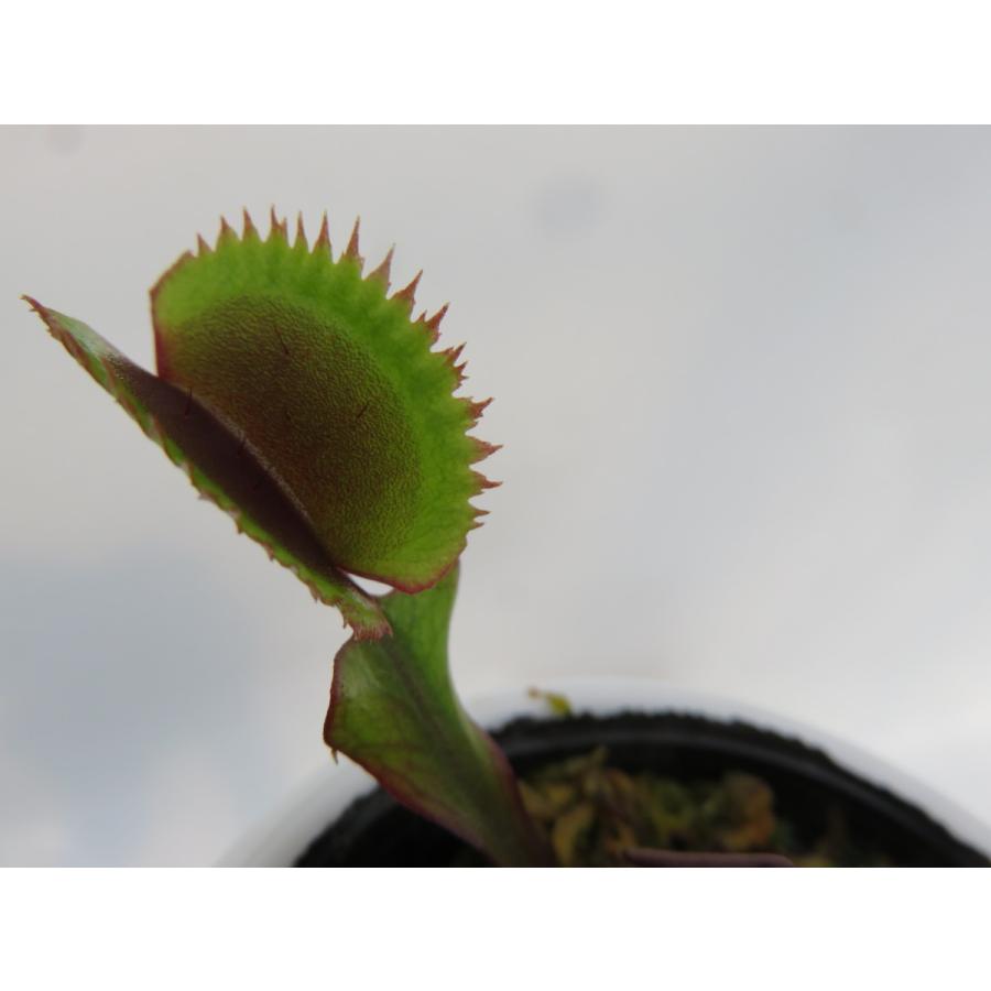 D Muscipula Red Piranha ２号 丸鉢付き食虫植物 ハエトリソウ 在庫一掃