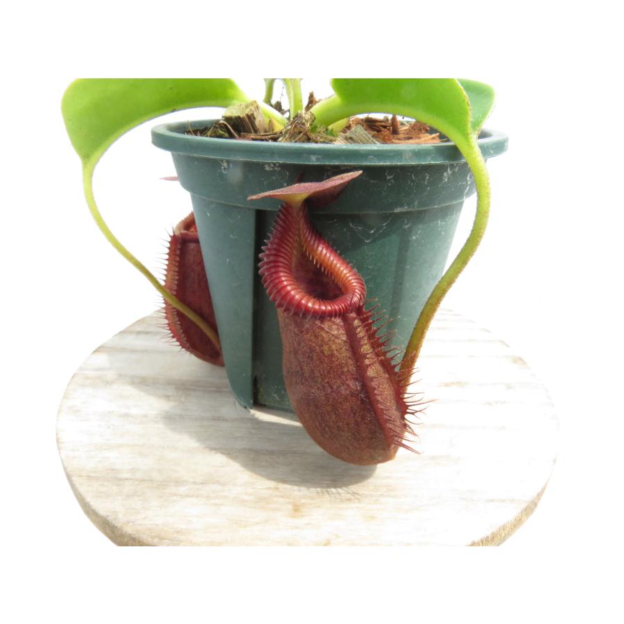 観葉植物 Nepenthes hurrelliana x veitchii ウツボカズラ 食虫植物