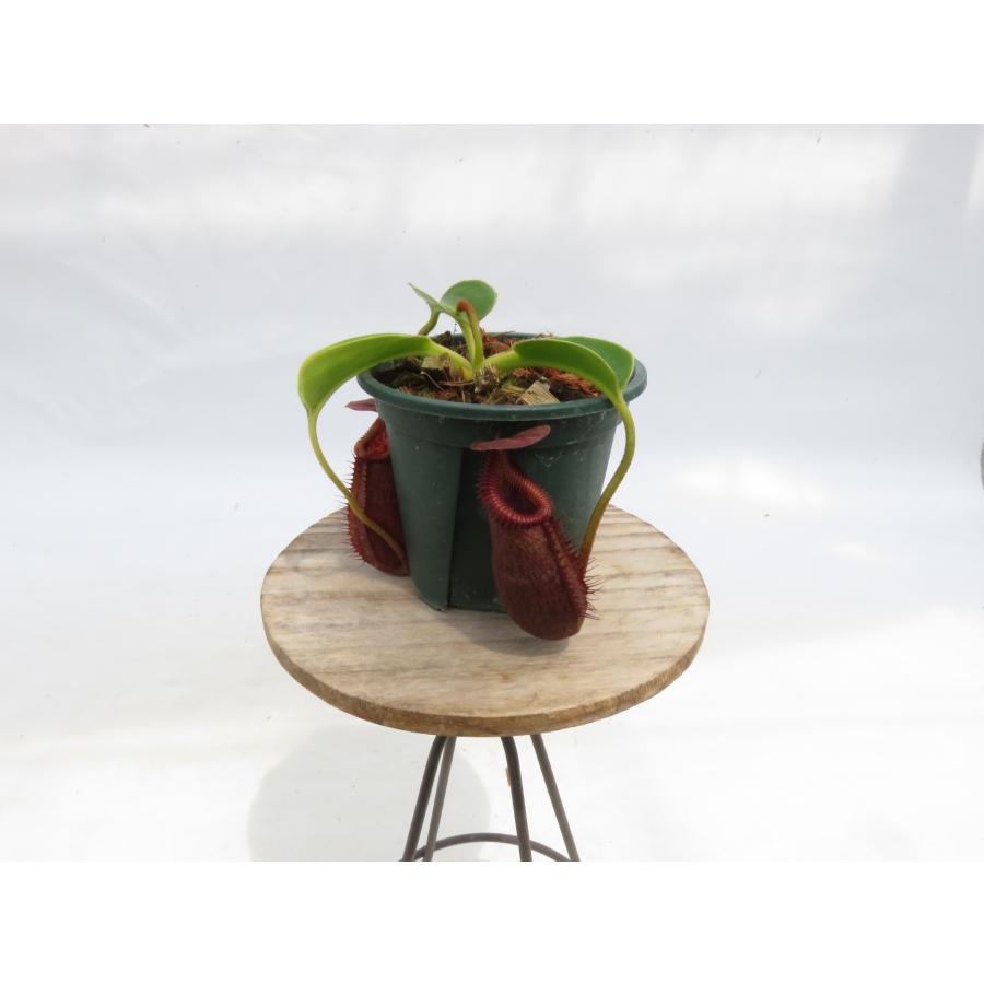 N.villosa × robcantleyi BE-4079 2.5号【現品限り】ネペンテス 食虫