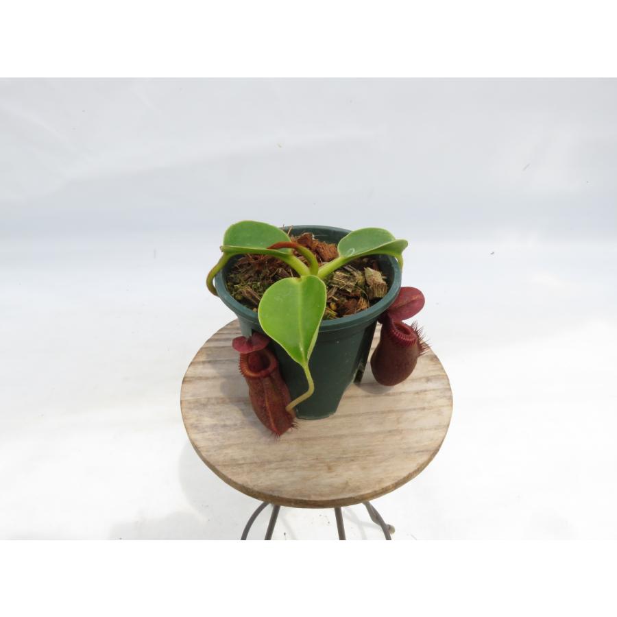 N.villosa × robcantleyi BE-4079 2.5号【現品限り】ネペンテス 食虫 