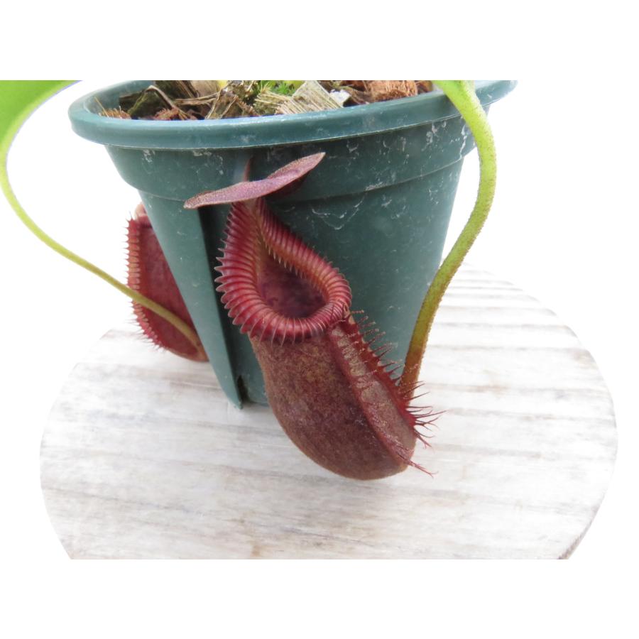 N.villosa × robcantleyi BE-4079 2.5号【現品限り】ネペンテス 食虫