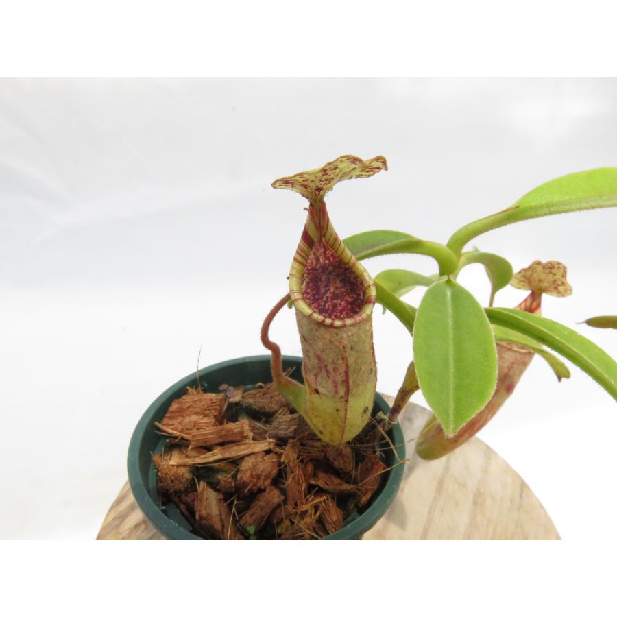 N.minima Lake Poso,CK 2号【現品限り】ネペンテス 食虫植物_20145