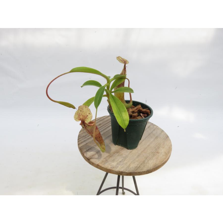 N.minima Lake Poso,CK 2号【現品限り】ネペンテス 食虫植物_20145