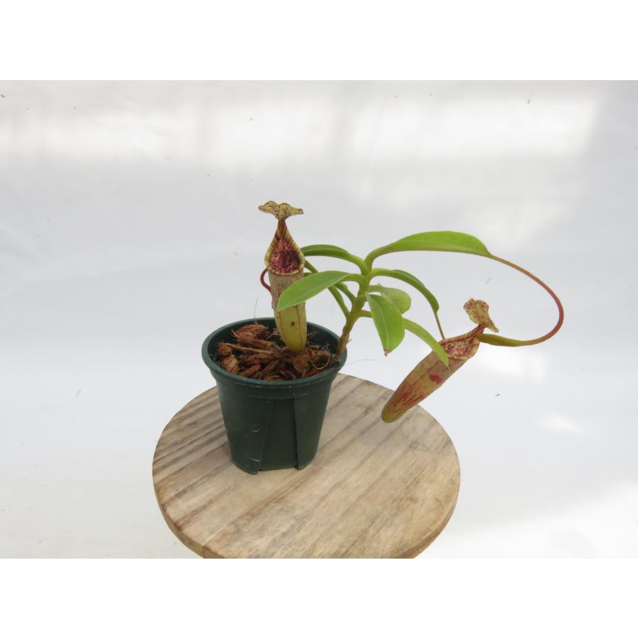 N.minima Lake Poso,CK 2号【現品限り】ネペンテス 食虫植物_20145
