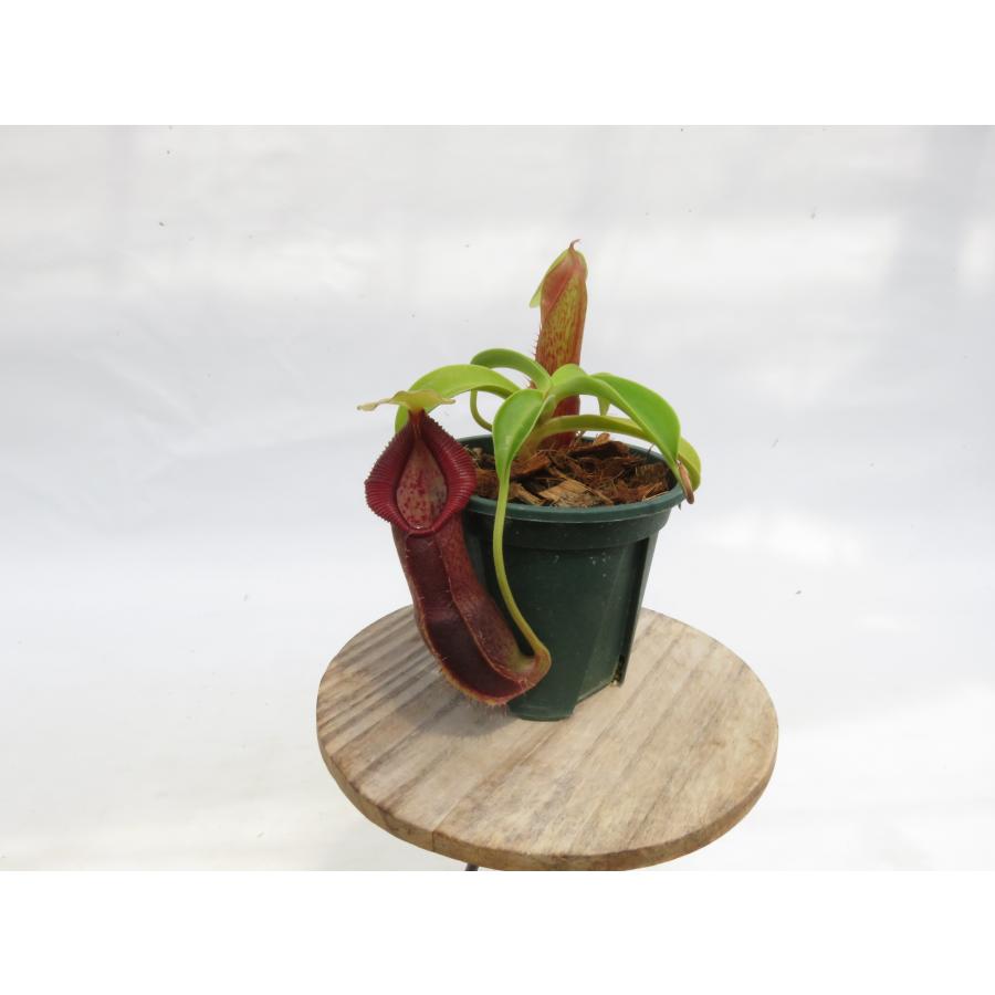 N.spathulata ×singalana BE-3490 2.5号【現品限り】ネペンテス 食虫