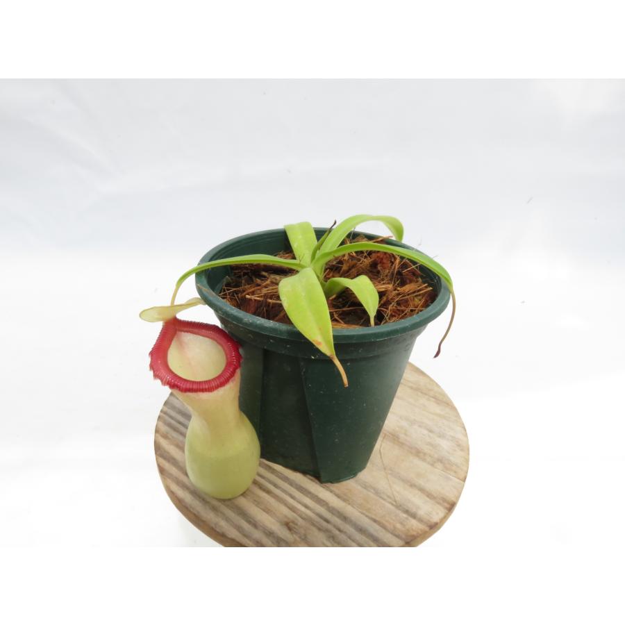 N.ventricosa 在来 No.2 3号【現品限り】ネペンテス 食虫植物_20147