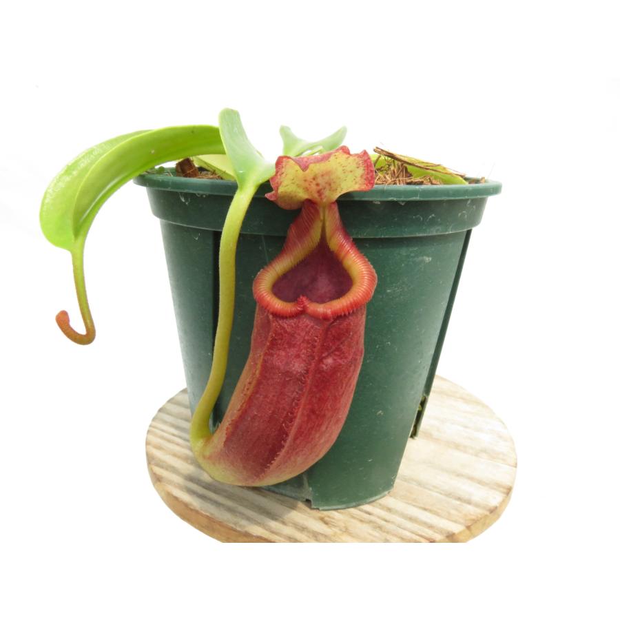 N.maxima × (lowii macrophylla)BE-3709 3.5号【現品限り】ネペンテス