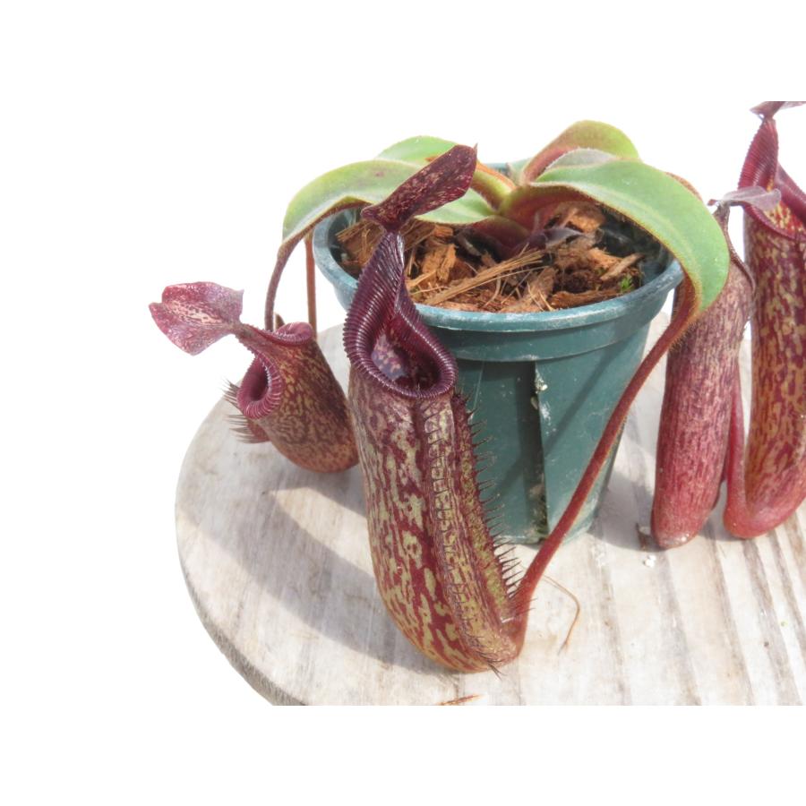 観葉植物 Nepenthes hurrelliana x veitchii ウツボカズラ 食虫植物