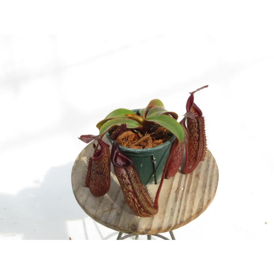 最新☆オリジナル実生】N.palawanensis BE-3651 × hurrelliana #1 2022