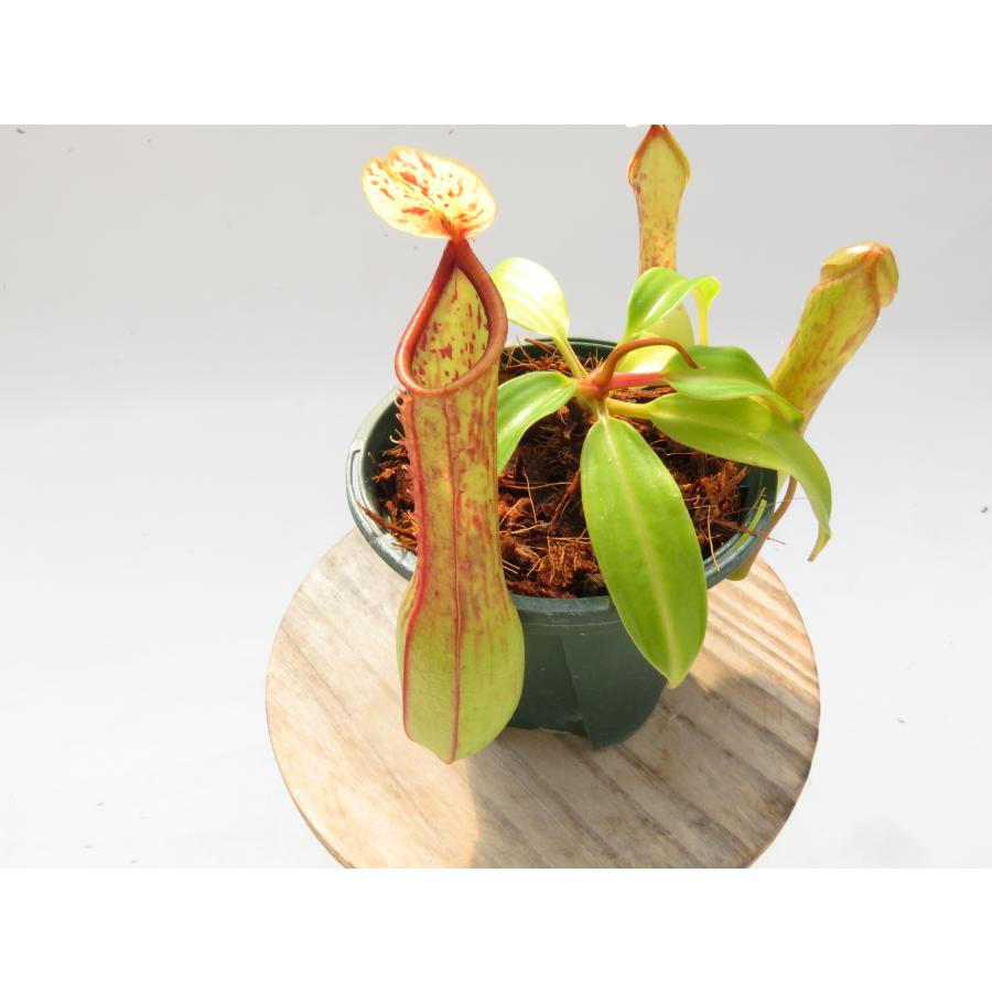 N.alata Pulong Leyte Phillippines YFK2 2.5号【現品限り】ネペンテス