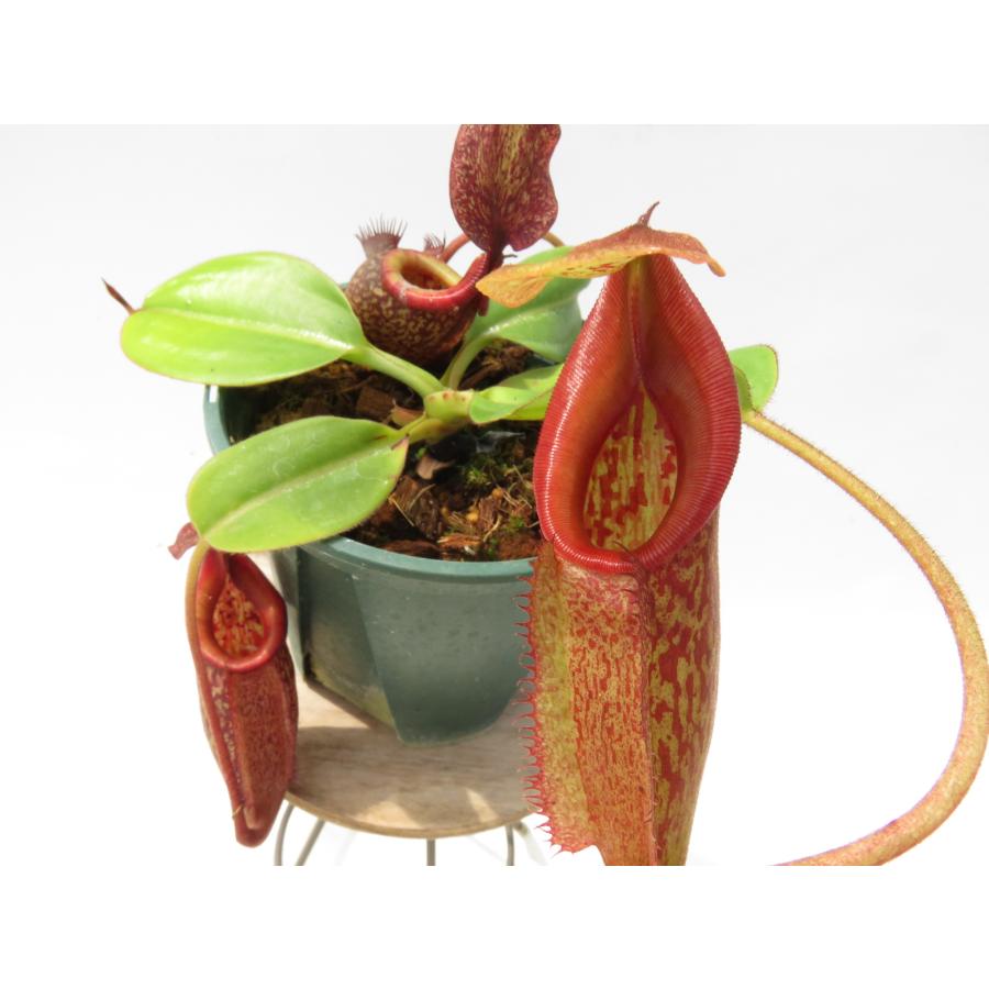 N.rajah × eymae BE-4577 3.5号【現品限り】ネペンテス 食虫植物_20361