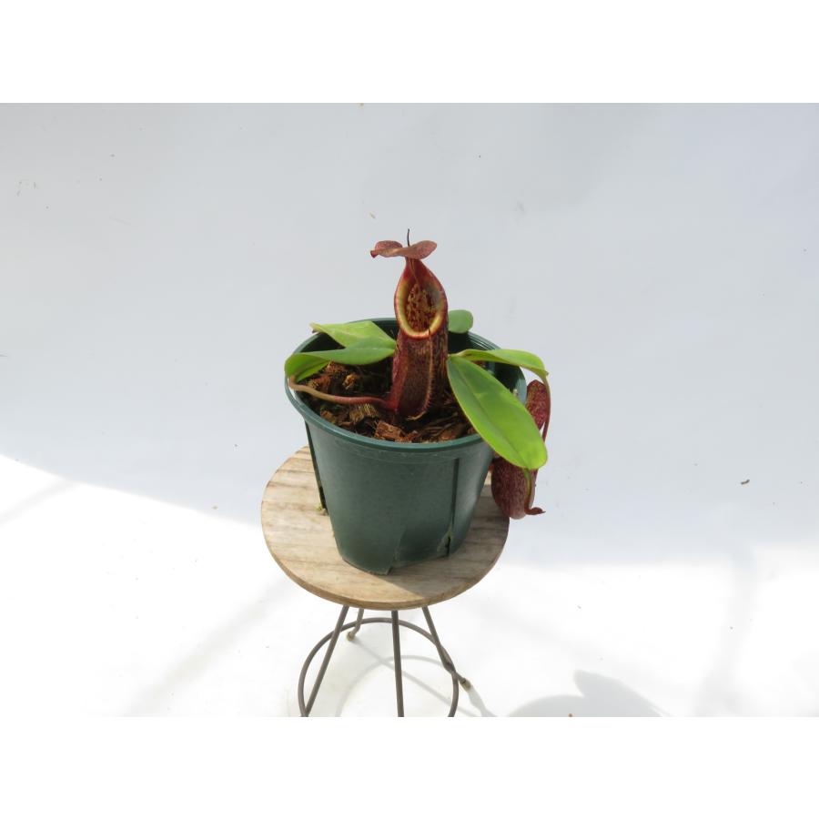 N.rajah × eymae BE-4577 3.5号【現品限り】ネペンテス 食虫植物_20361