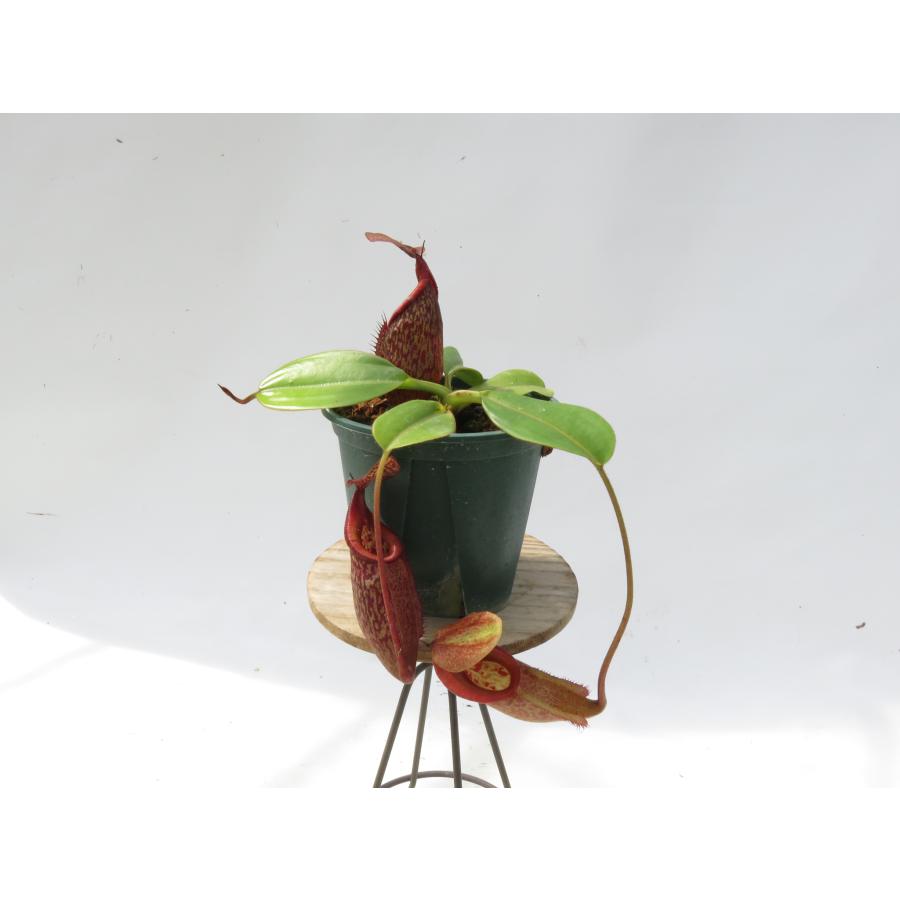 N.rajah × eymae BE-4577 3.5号【現品限り】ネペンテス 食虫植物_20361