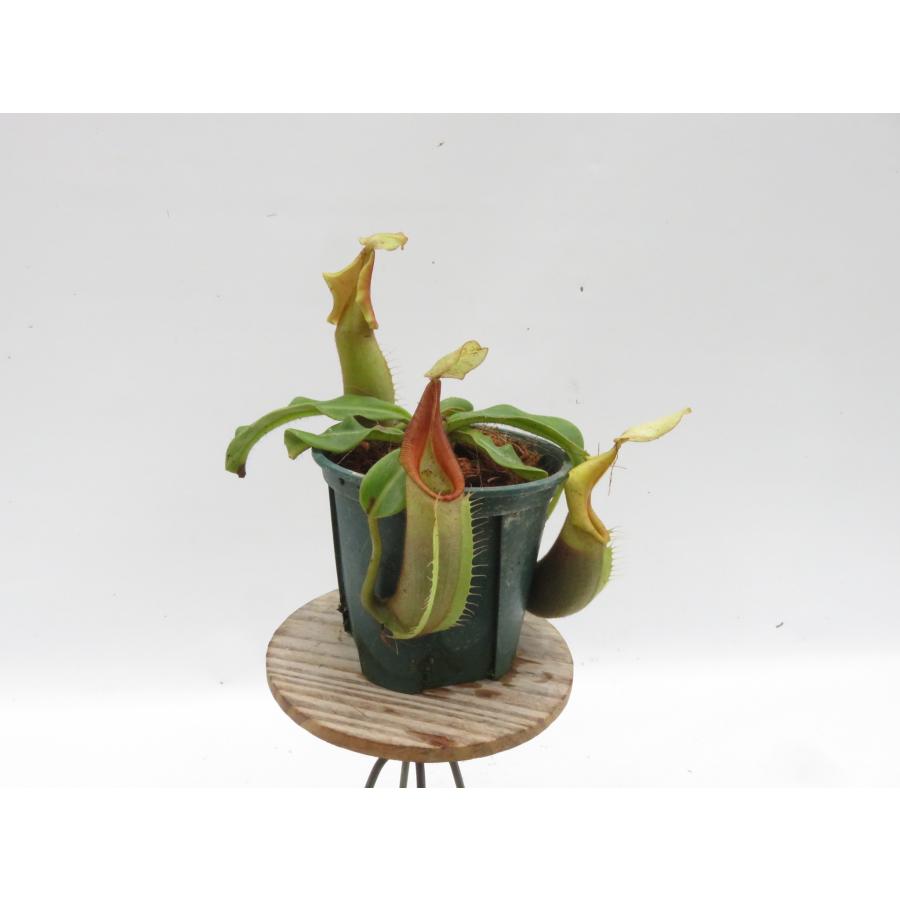 N.xCemarlang 3.5号【現品限り】ネペンテス 食虫植物_20813 : Hiro s
