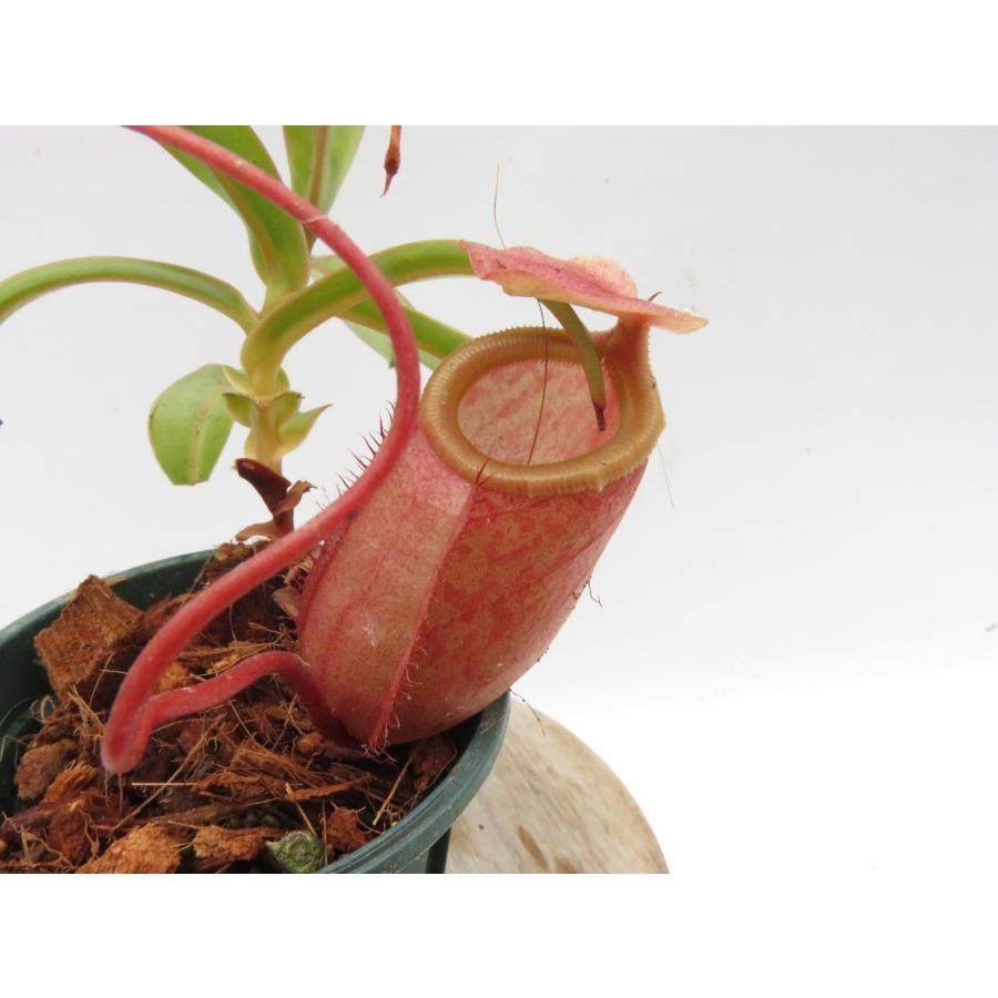 N.Medusa 2.5号【現品限り】ネペンテス 食虫植物_20817 : Hiro s