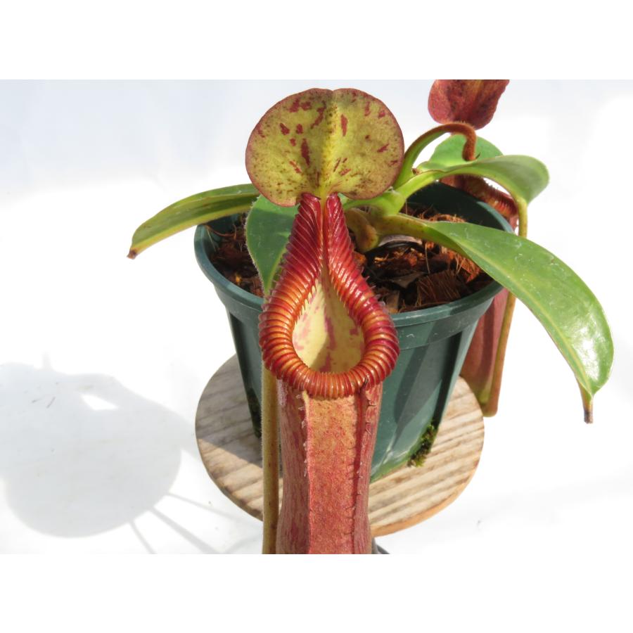 Nepenthes nebularum 食虫植物 ネペンテス 最新☆オリジナル実生】N.[glandulifera × (eymae veitchii