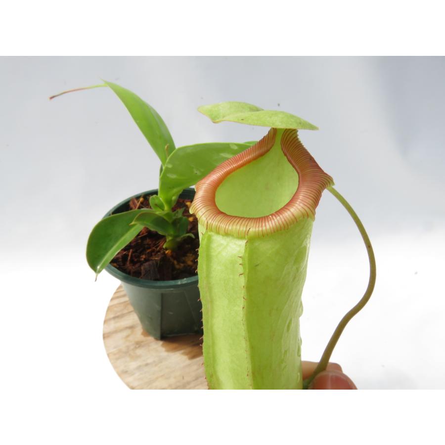 N.サンヨー メス 3号【現品限り】ネペンテス 食虫植物_20978 : Hiro s Pitcher Plants ヤフー店 - 通販 ...