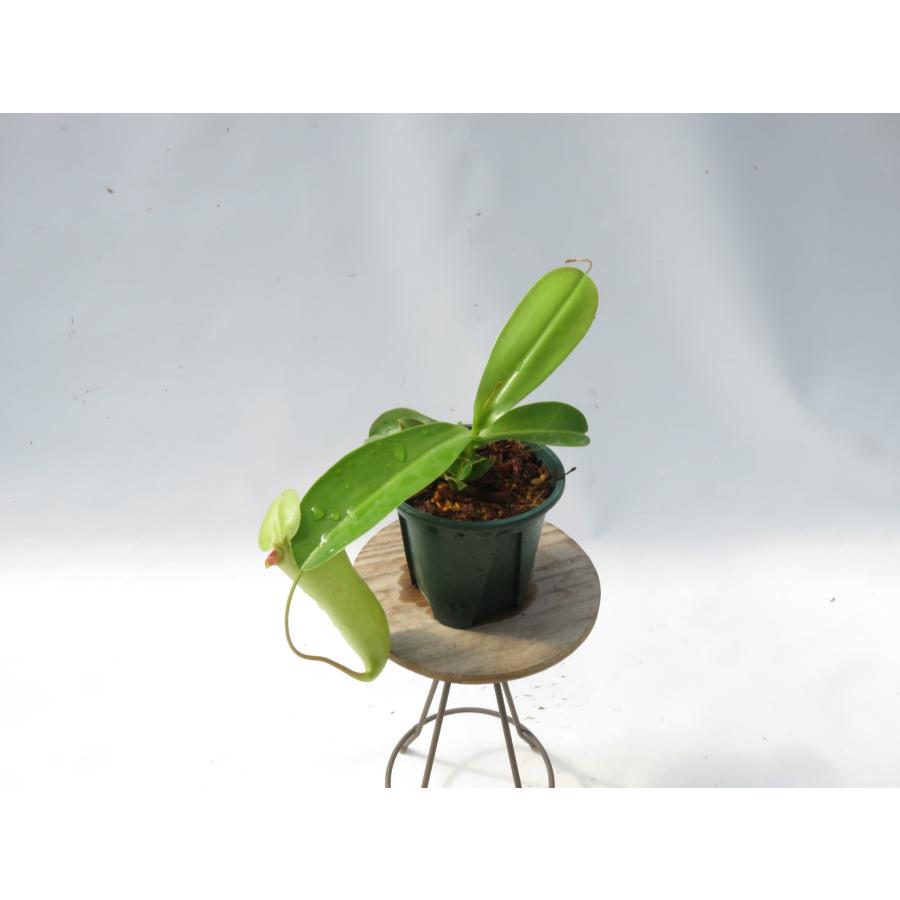N.サンヨー メス 3号【現品限り】ネペンテス 食虫植物_20978 : Hiro s Pitcher Plants ヤフー店 - 通販 ...