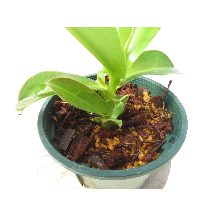 N.サンヨー メス 3号【現品限り】ネペンテス 食虫植物_20978 : Hiro s Pitcher Plants ヤフー店 - 通販 ...