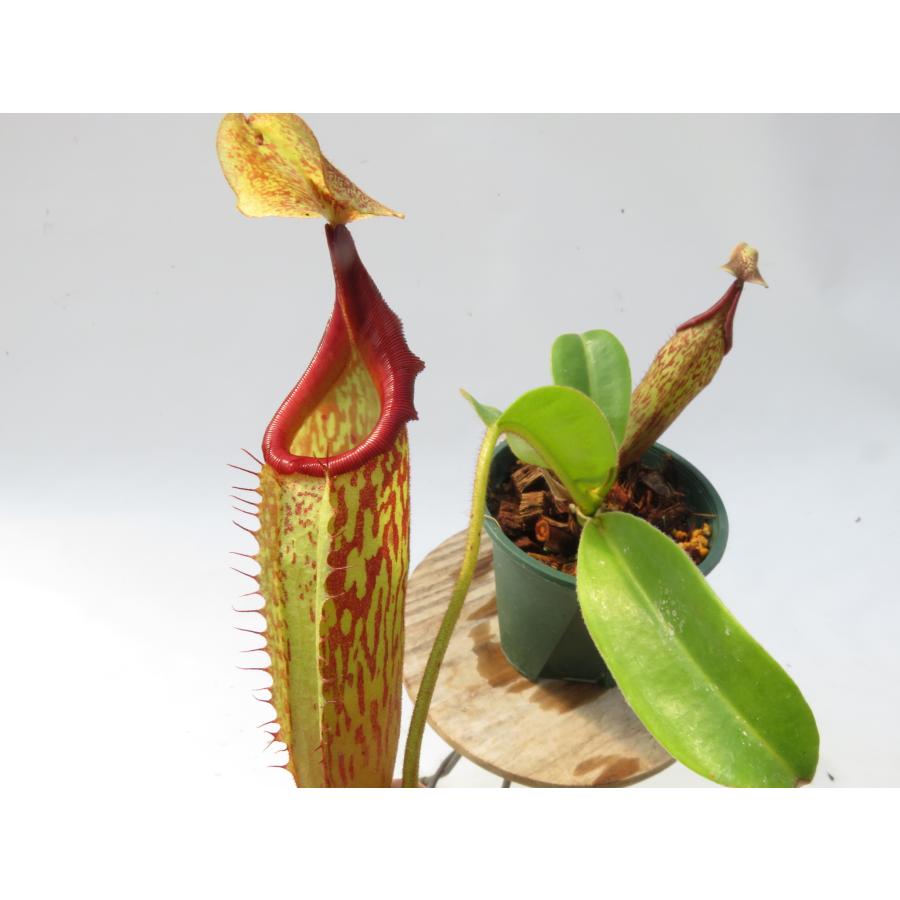 N.maxima × veitchii オーストラリア レッド 一正園 3号【現品限り】ネペンテス 食虫植物_20997 : Hiro s ...