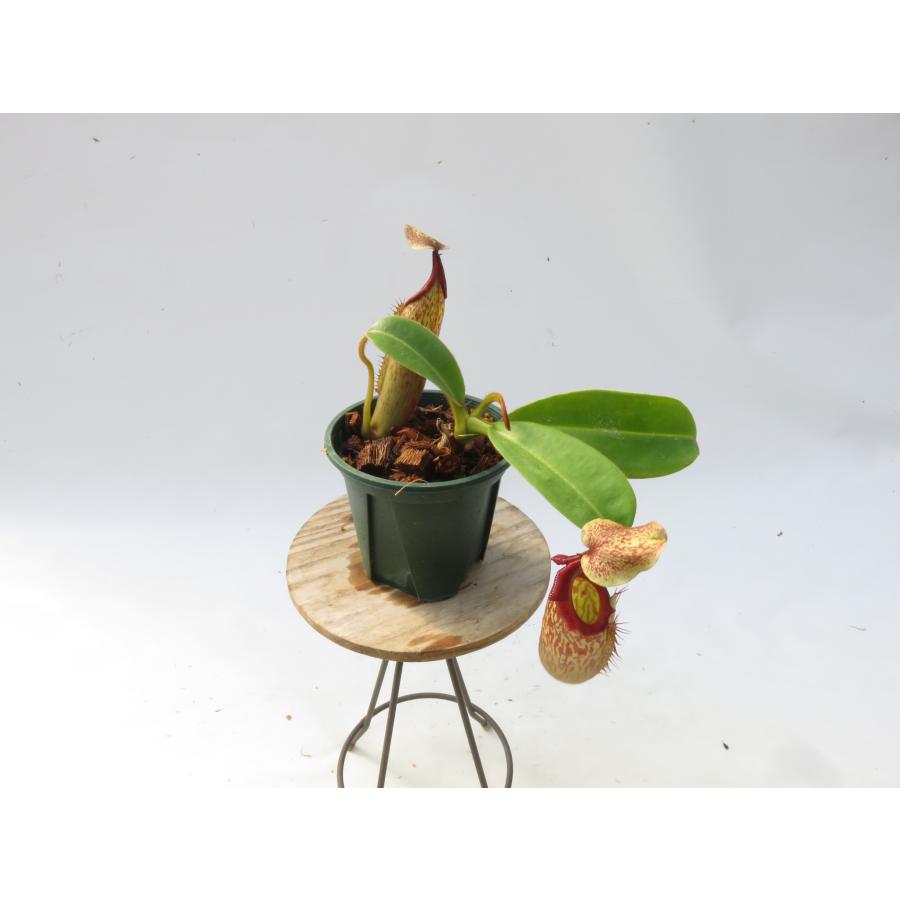 N.maxima × veitchii オーストラリア レッド 一正園 3号【現品限り】ネペンテス 食虫植物_20997 : Hiro s ...