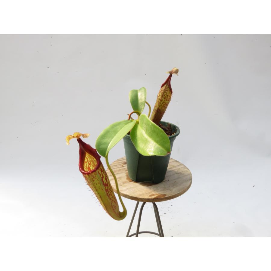 N.maxima × veitchii オーストラリア レッド 一正園 3号【現品限り】ネペンテス 食虫植物_20997 : Hiro s ...