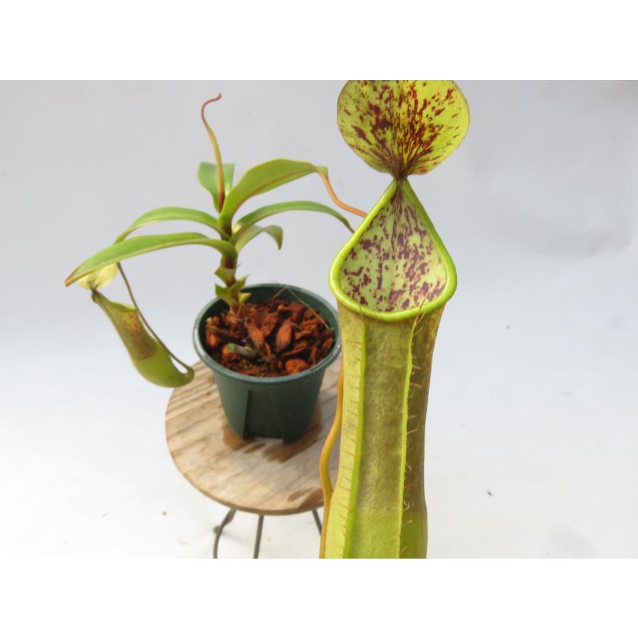 N.トリコカルパ 天野 2.5号【現品限り】ネペンテス 食虫植物_20998 : Hiro s Pitcher Plants ヤフー店 ...