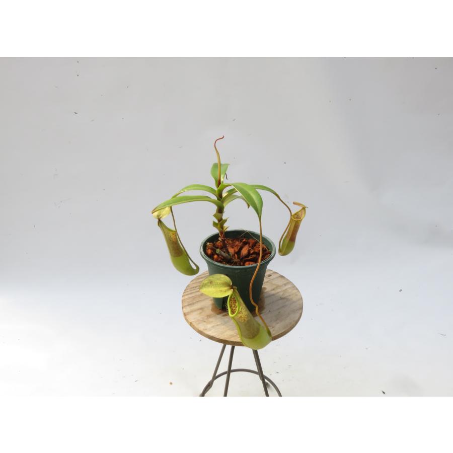 N.トリコカルパ 天野 2.5号【現品限り】ネペンテス 食虫植物_20998 : Hiro s Pitcher Plants ヤフー店 ...