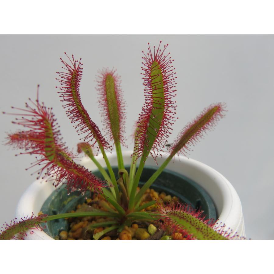 Drosera Capensis Broad Leaf ２号 丸鉢付き 人気品種 食虫植物 ドロセラ モウセンゴケ Hiro S Pitcher Plants ヤフー店 通販 Yahoo ショッピング