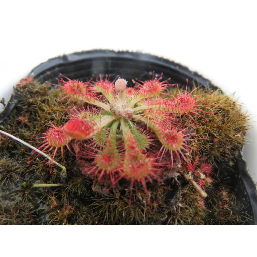 Sale 73 Off Drosera Spathulata Taiwan２号 丸鉢付き 人気品種 食虫植物 ドロセラ スパスラタ