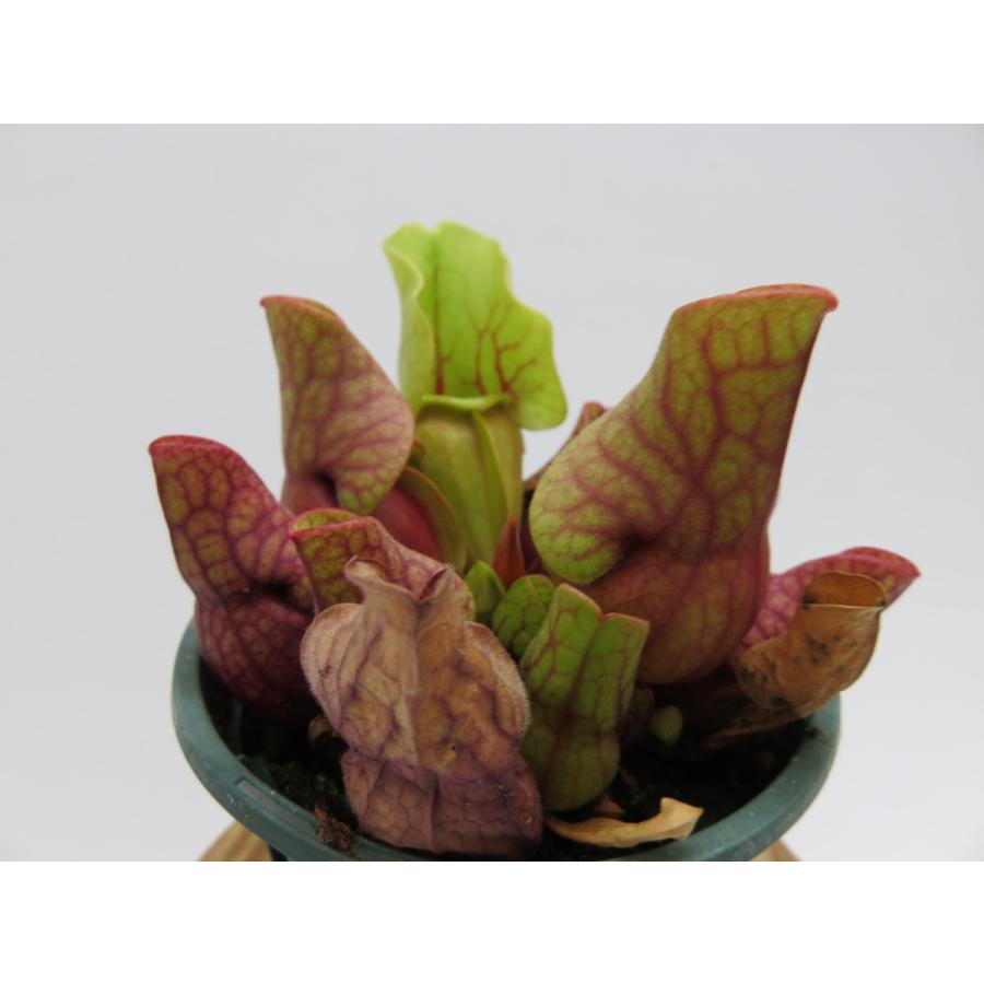 人気品種 Sarracenia Purpurea 3号 食虫植物 サラセニア Hiro S Pitcher Plants ヤフー店 通販 Yahoo ショッピング